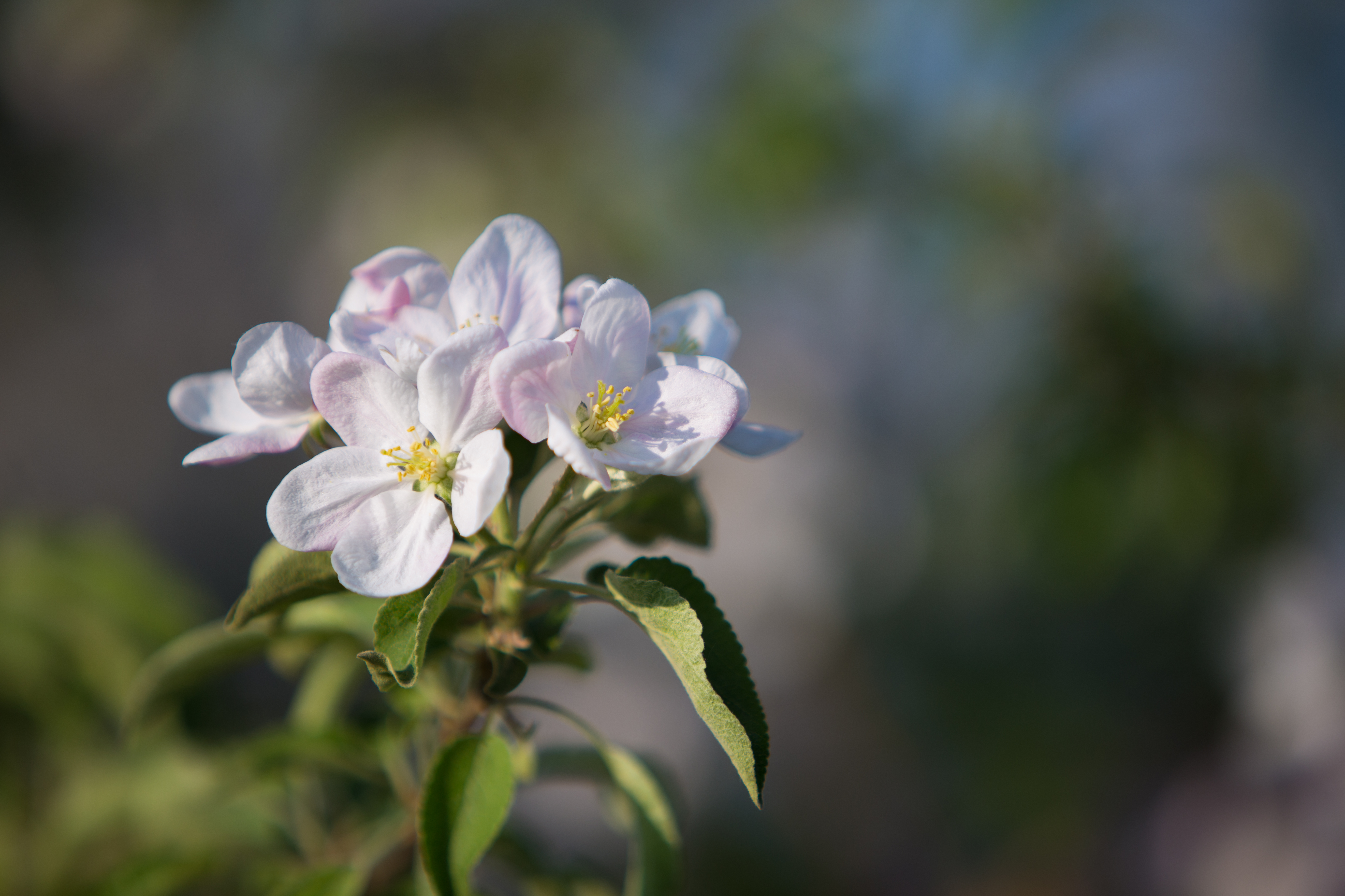 Tree Blossoms