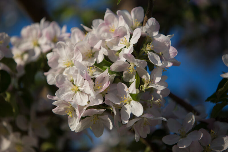 Tree Blossoms — Flowers, flora, blossoms, trees, Spring