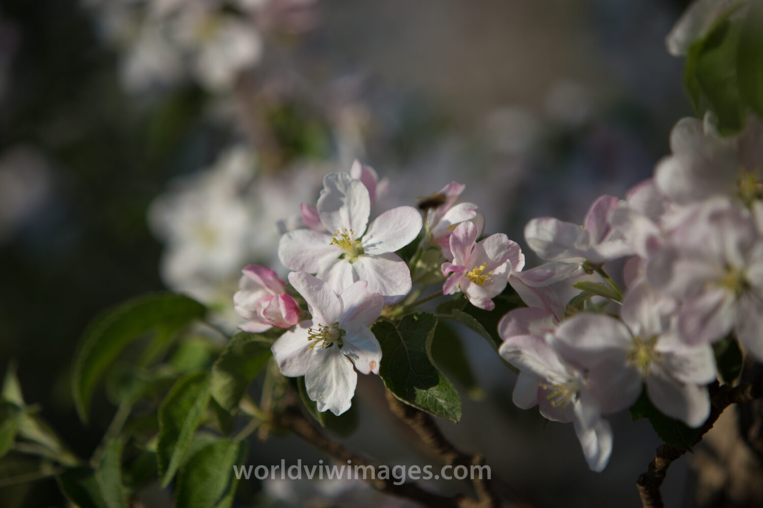 Tree Blossoms