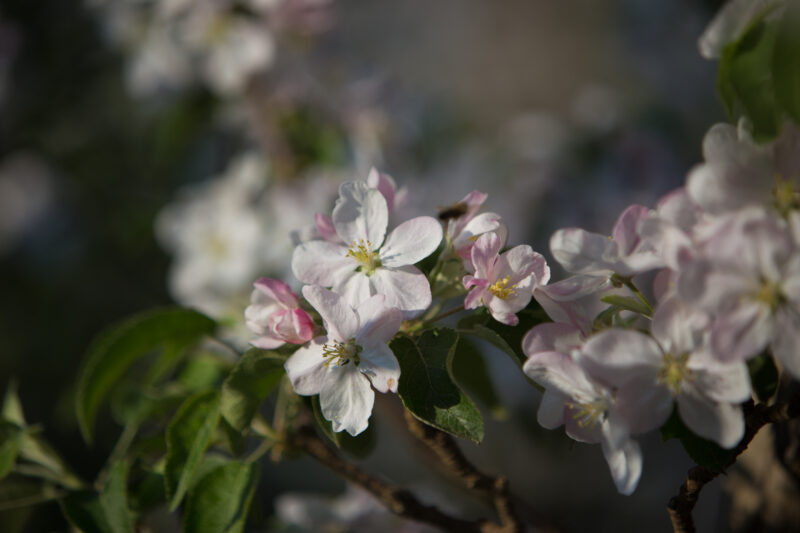 Tree Blossoms — Flowers, flora, blossoms, trees, Spring
