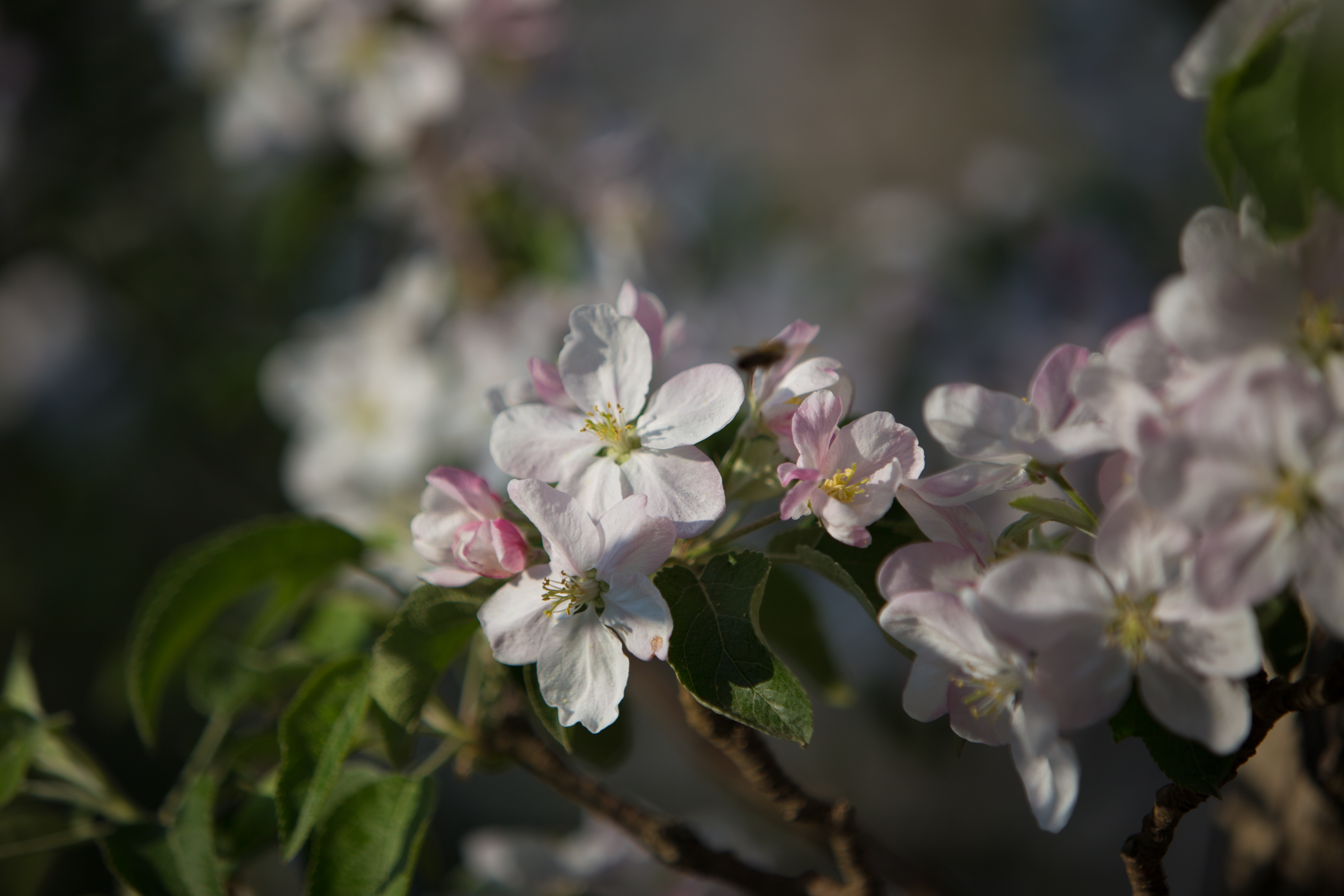 Tree Blossoms