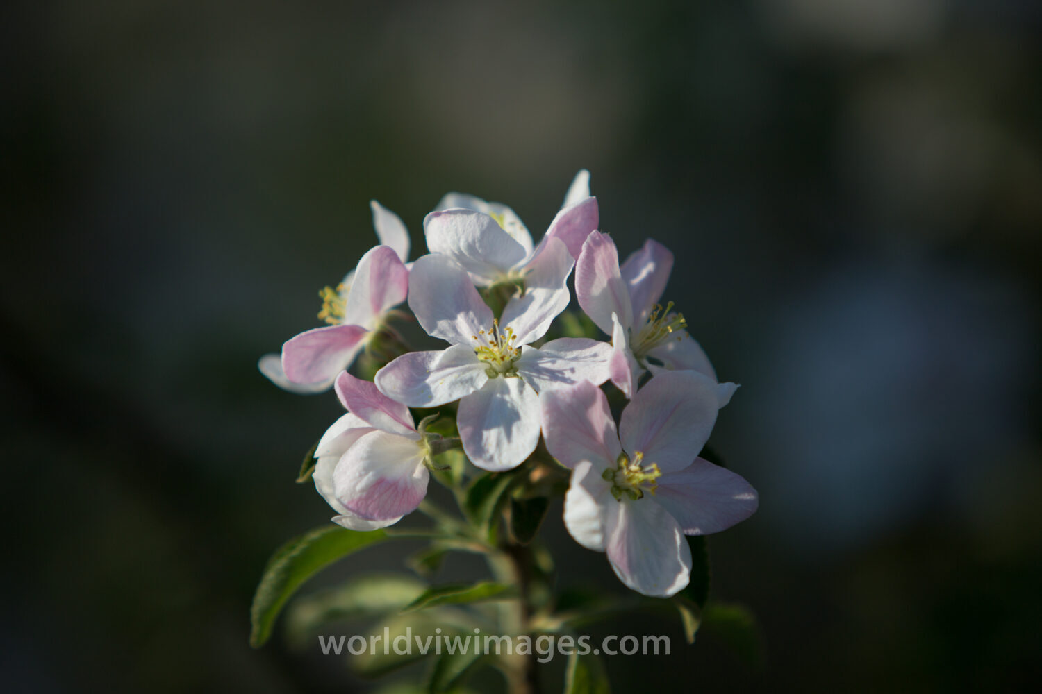 Tree Blossoms