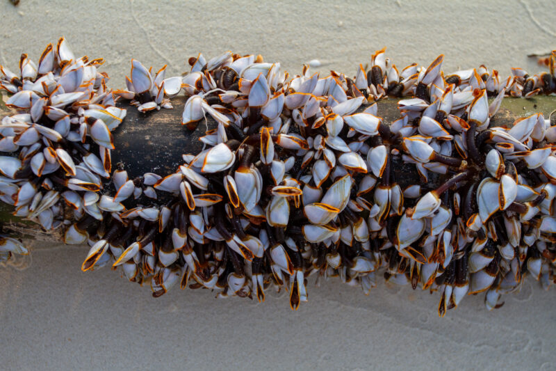 Clams on a Log — Nature, Thailand, seafood, clams, mollusk