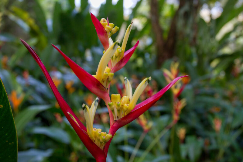 Tropical Flower — Flower, Lily, Nature, Plant, Thailand