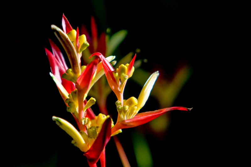 Tropical Flower — Dark, Flower, Lily, Nature, Plant