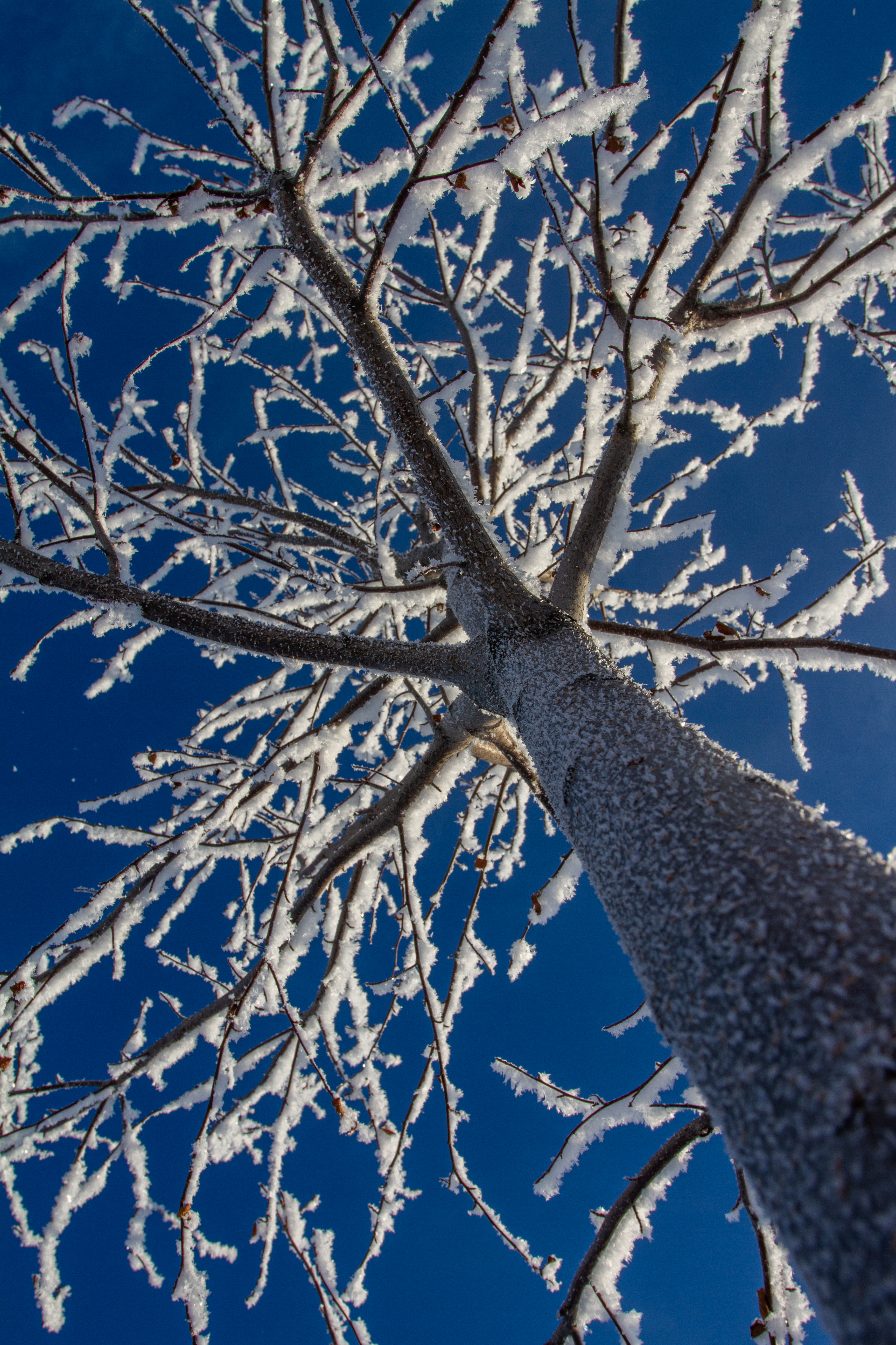 Hoar Frost on a Tree