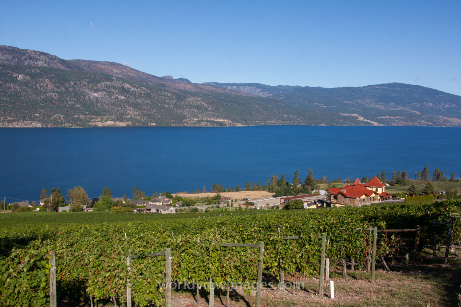 Vineyard in British Columbia