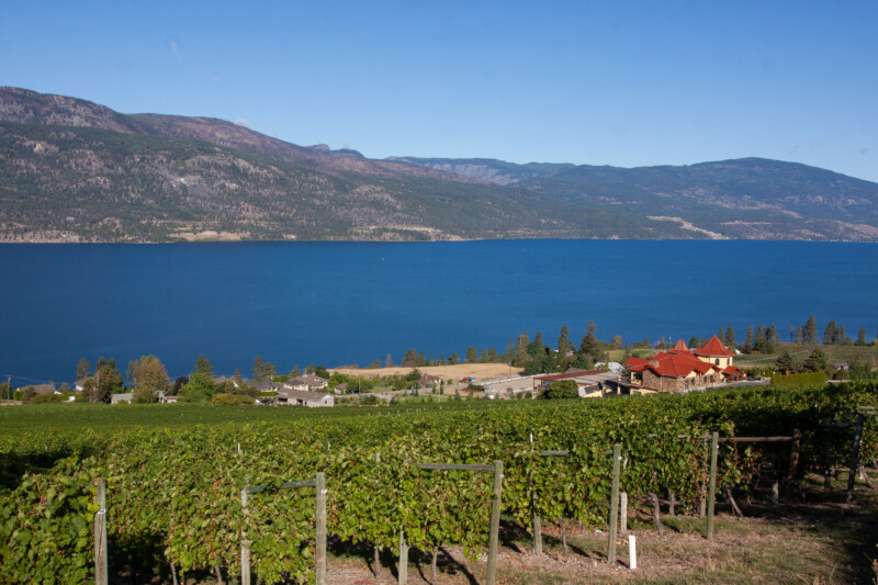 Vineyard in British Columbia — Complementary Colors, Drink, Highland, Nature, Wine