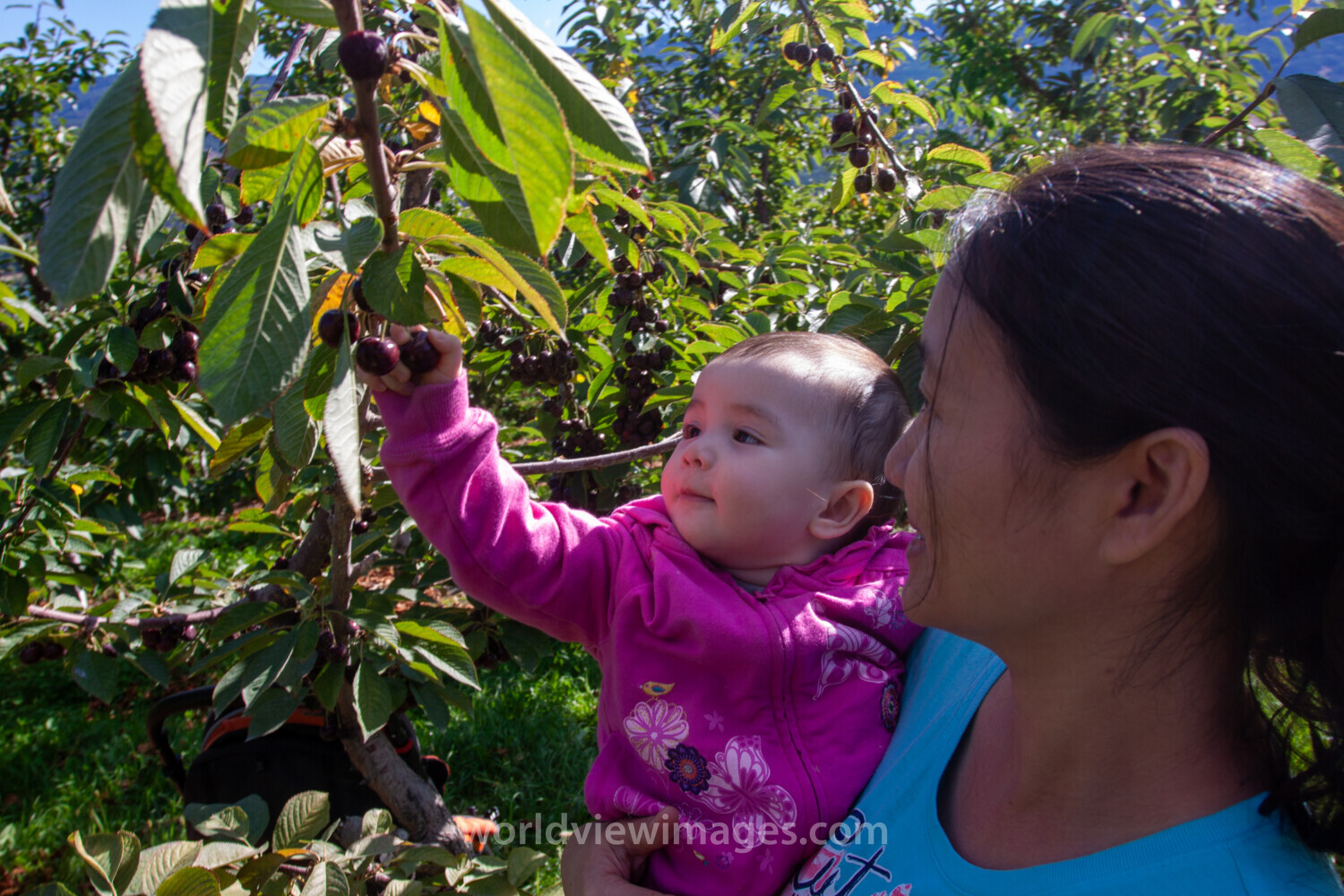 Baby Picking Cherries
