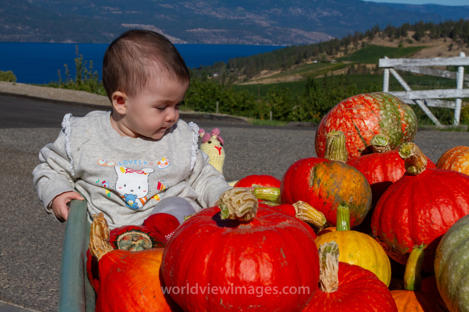 Baby with Pumkins