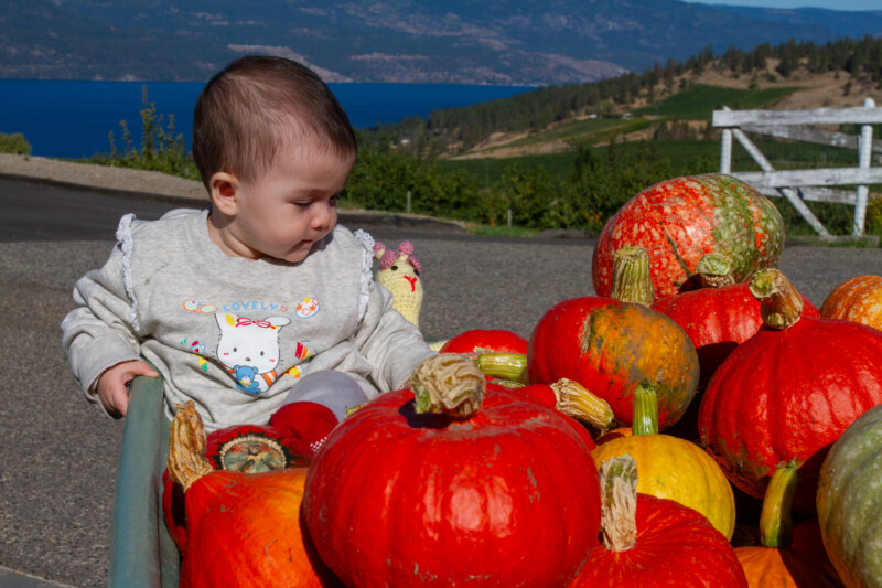 Baby with Pumkins — Autumn, Food, Nature, One Face, Person