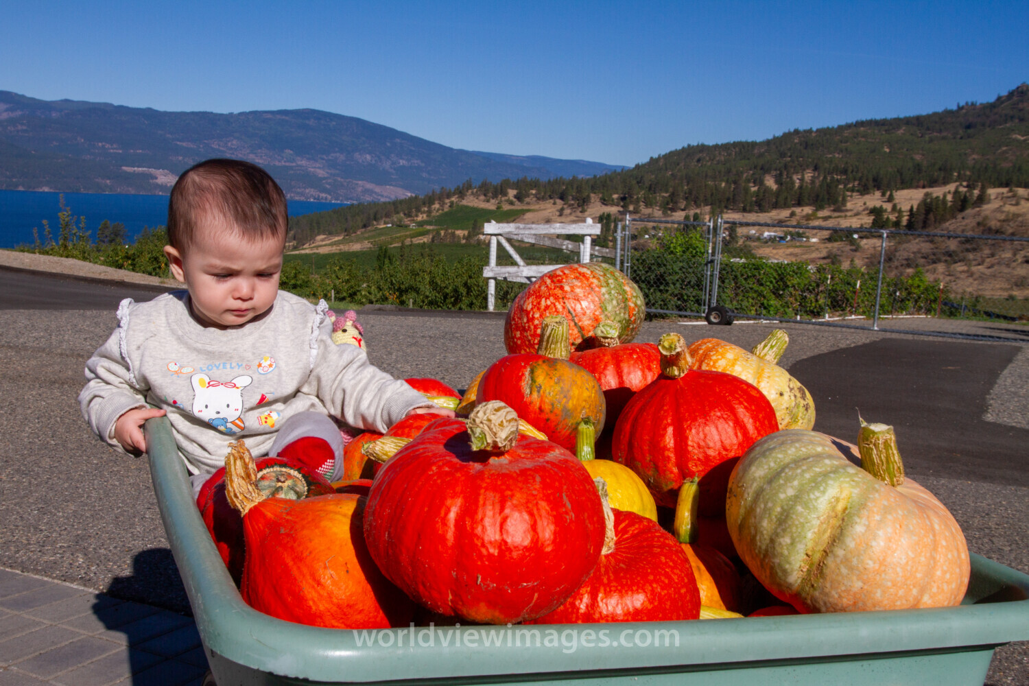 Baby and Pumkins