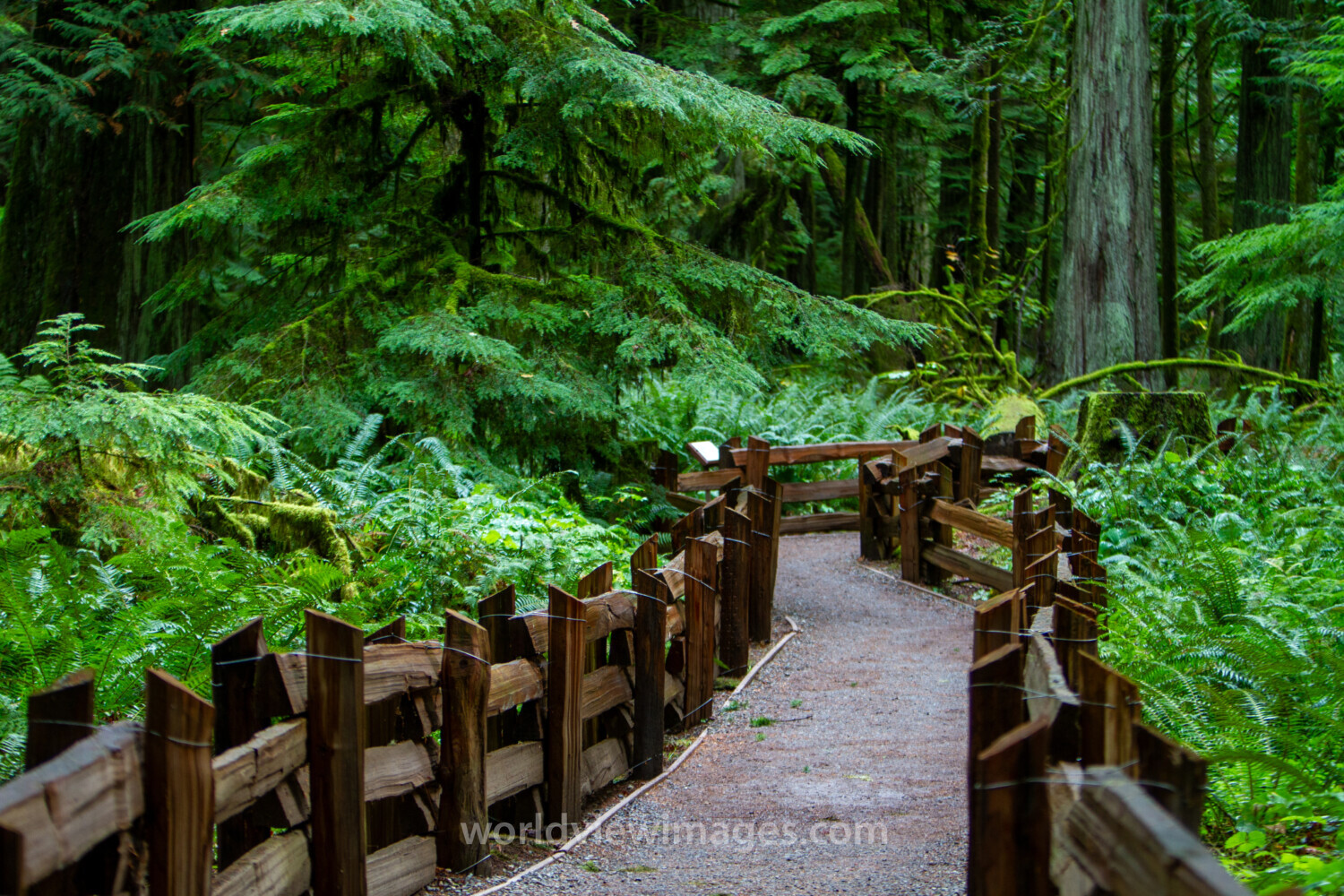 Pathway Through the Forest