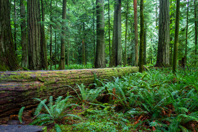 Fallen Giant in the Woods — Forest, Nature, Plant, Tree, Wood