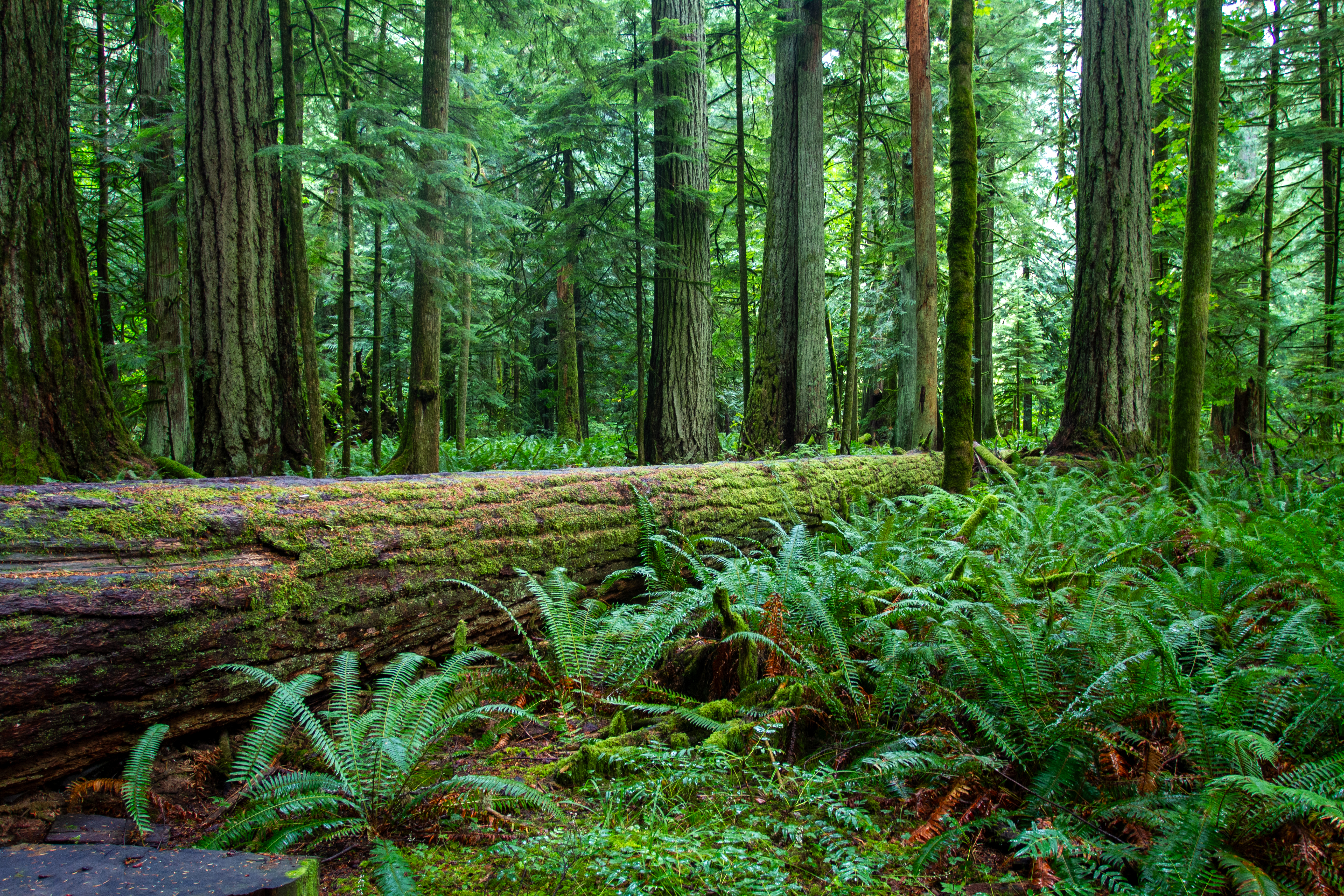 Fallen Giant in the Woods