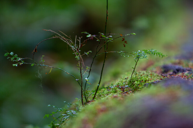 Nature Closeup — Bokeh, Forest, Nature, Plant, Tree