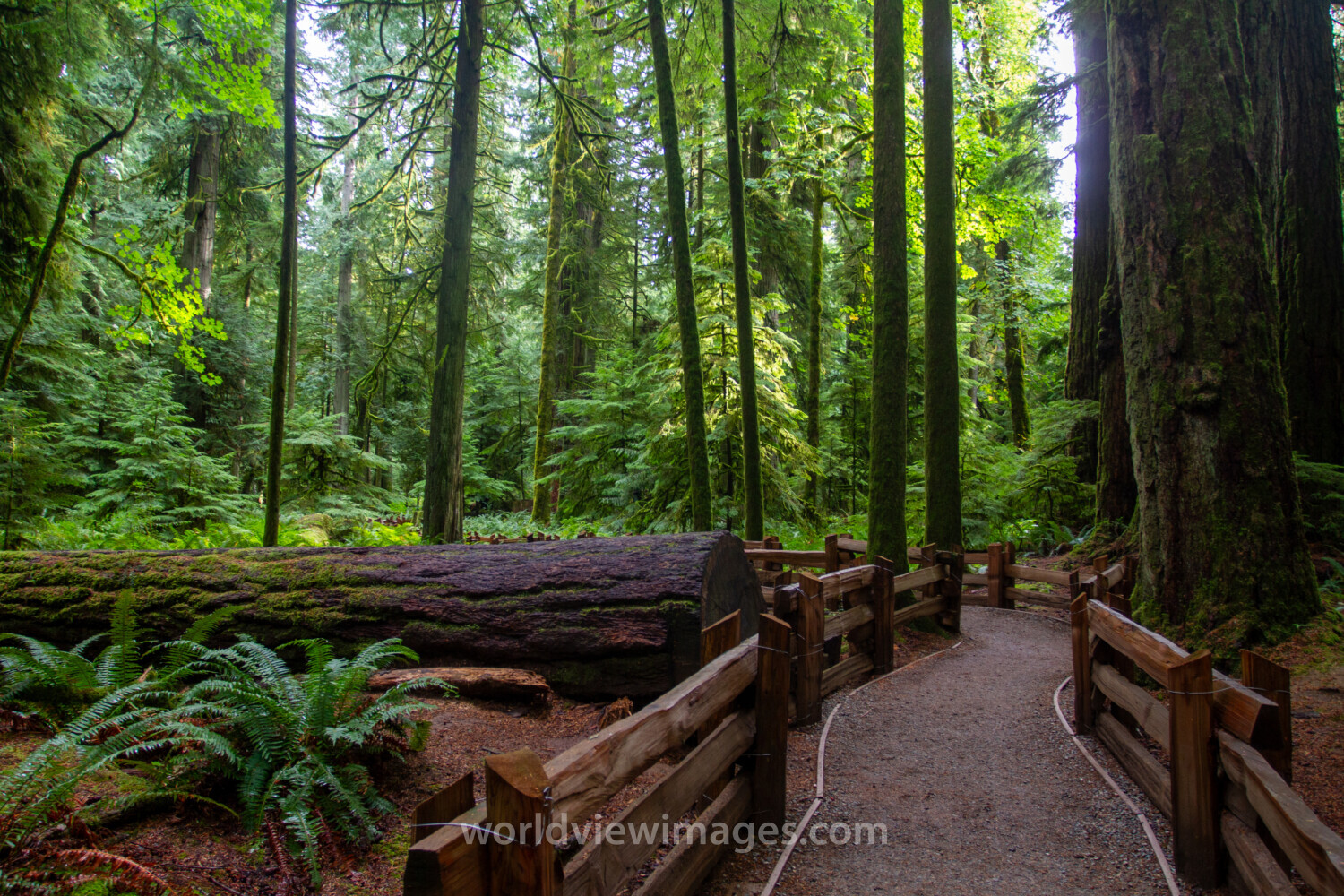 Pathway Through the Forest