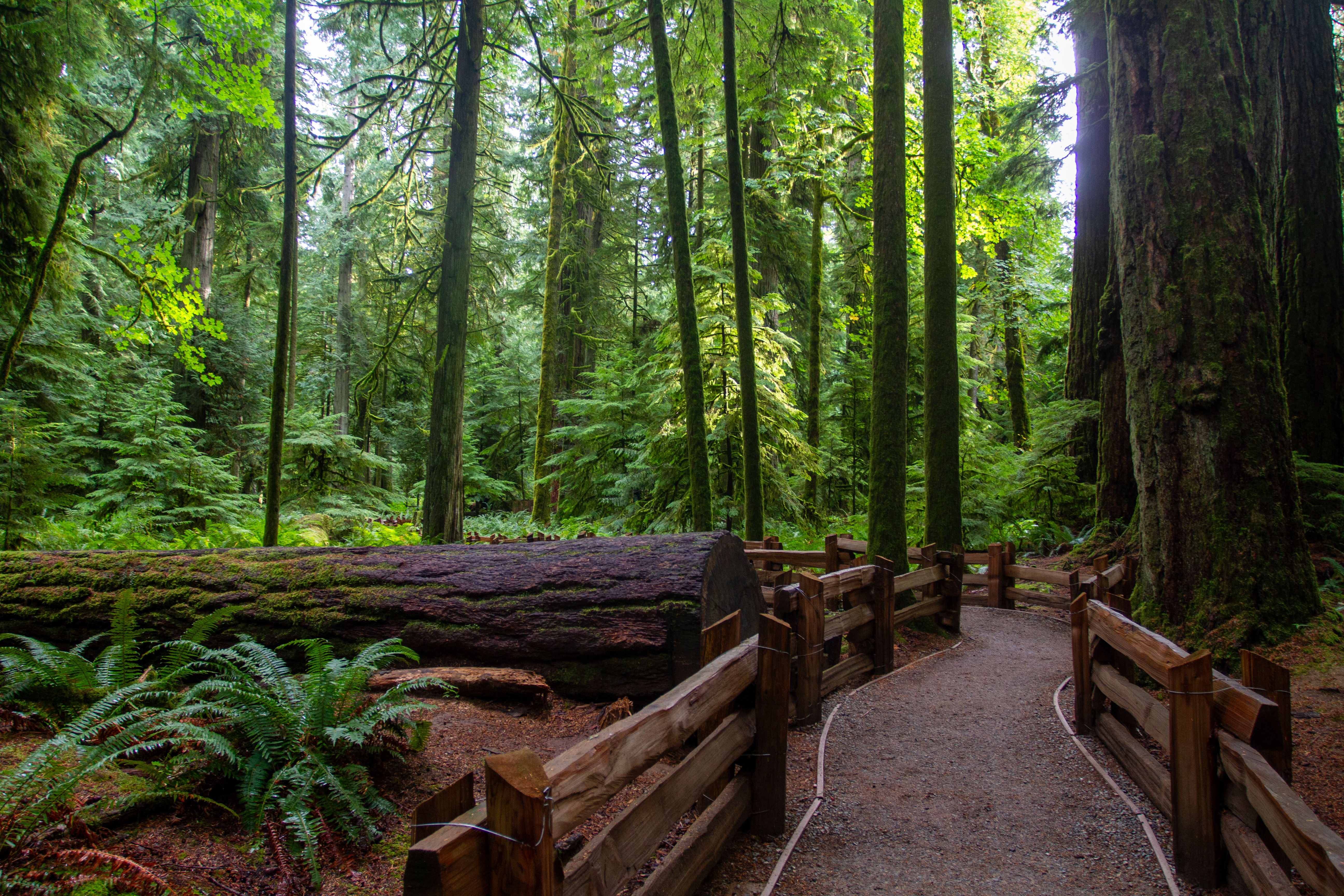 Pathway Through the Forest