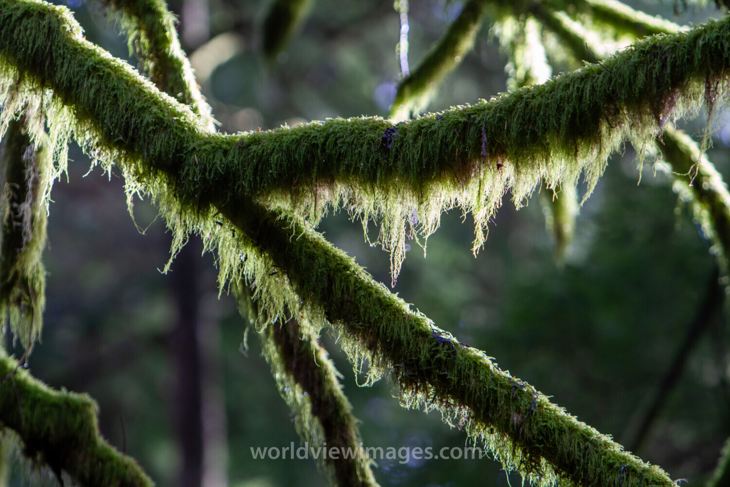 Tree Moss