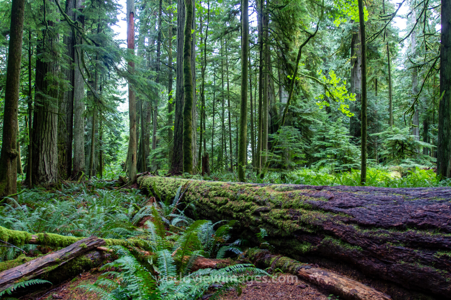 Fallen Giant in the Woods