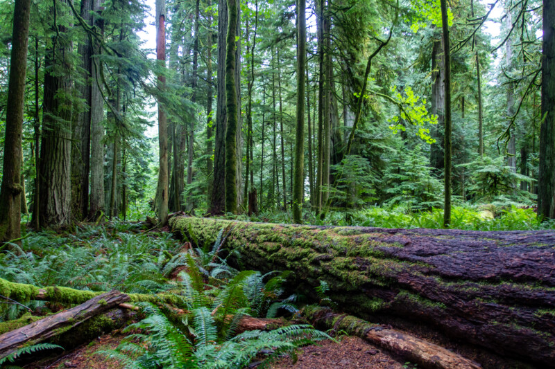 Fallen Giant in the Woods — Forest, Nature, Plant, Tree, Wood