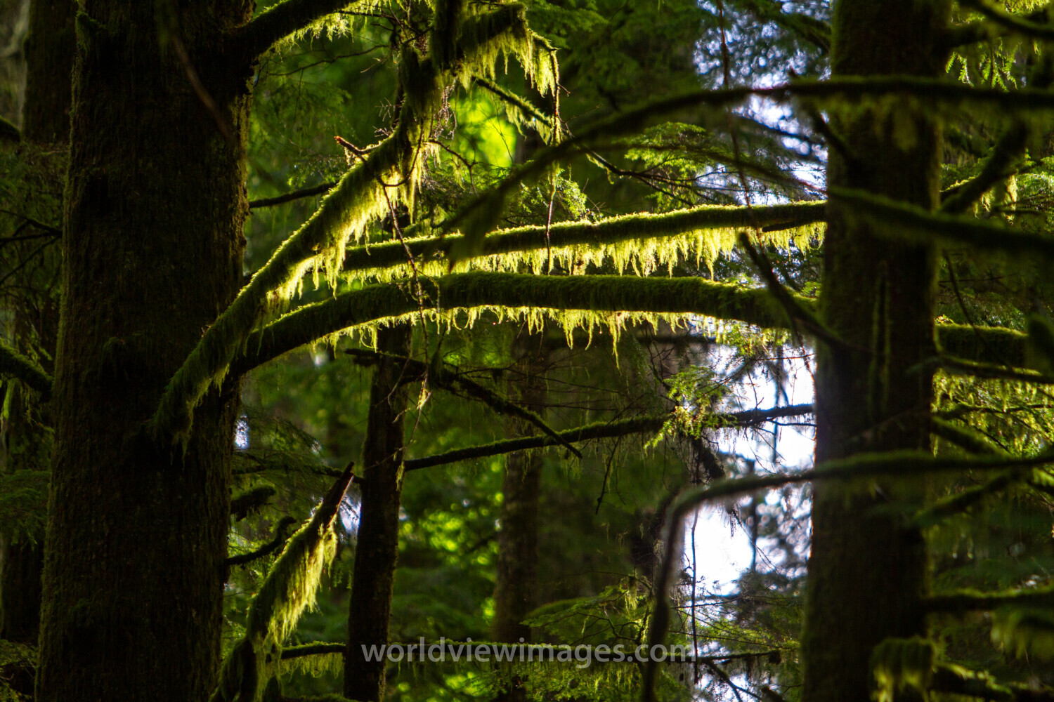 Tree Moss