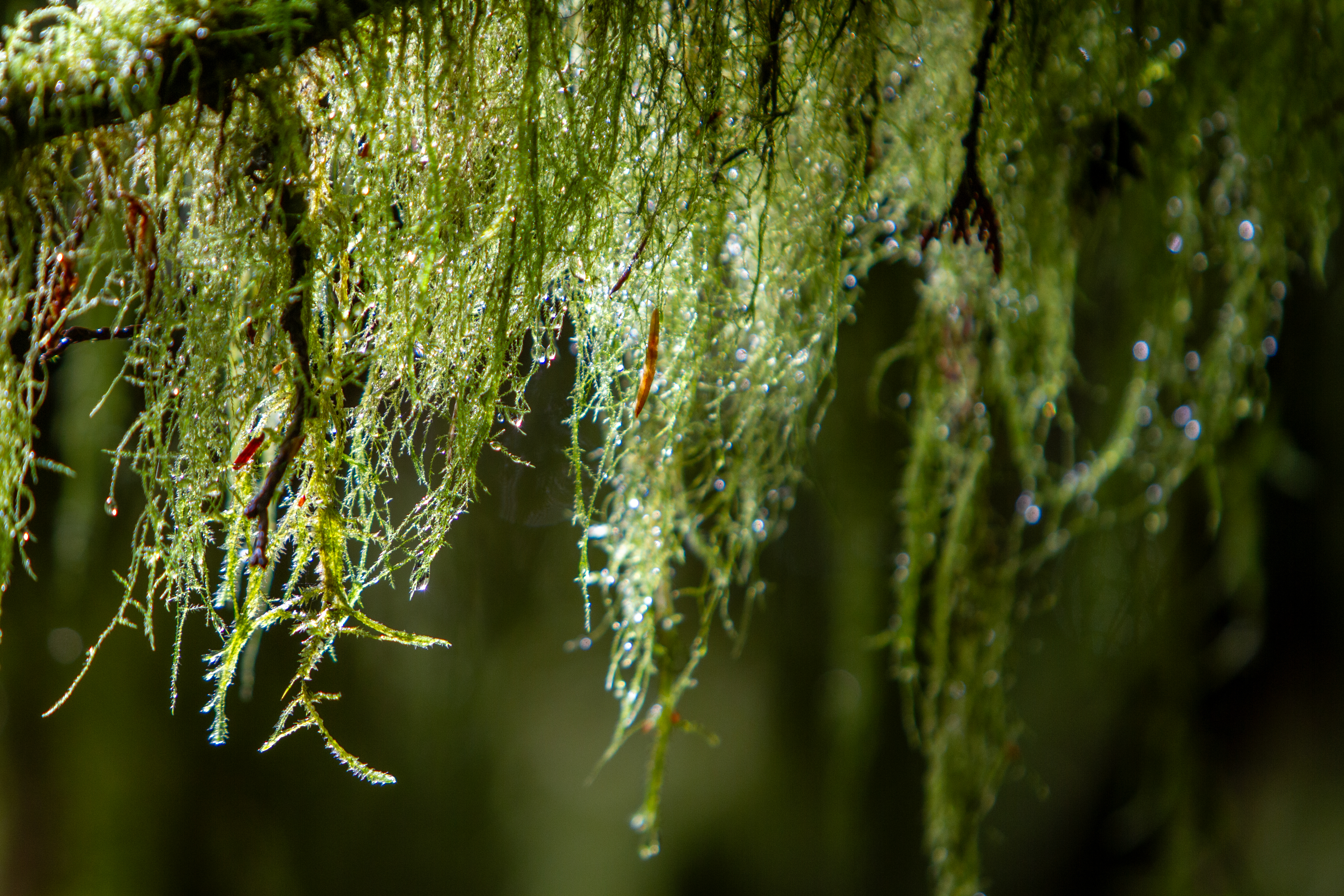 Tree Moss