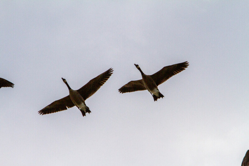 Canada Geese — Animal, Bird, Colorless, British Columbia, Canada