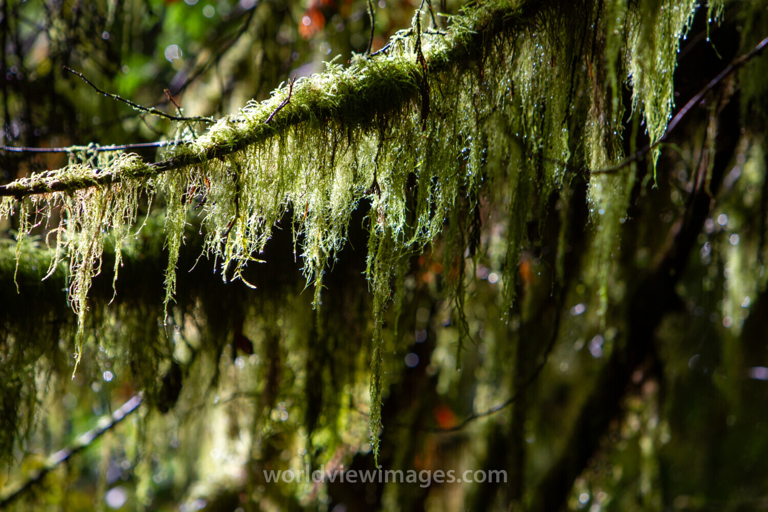 Tree Moss