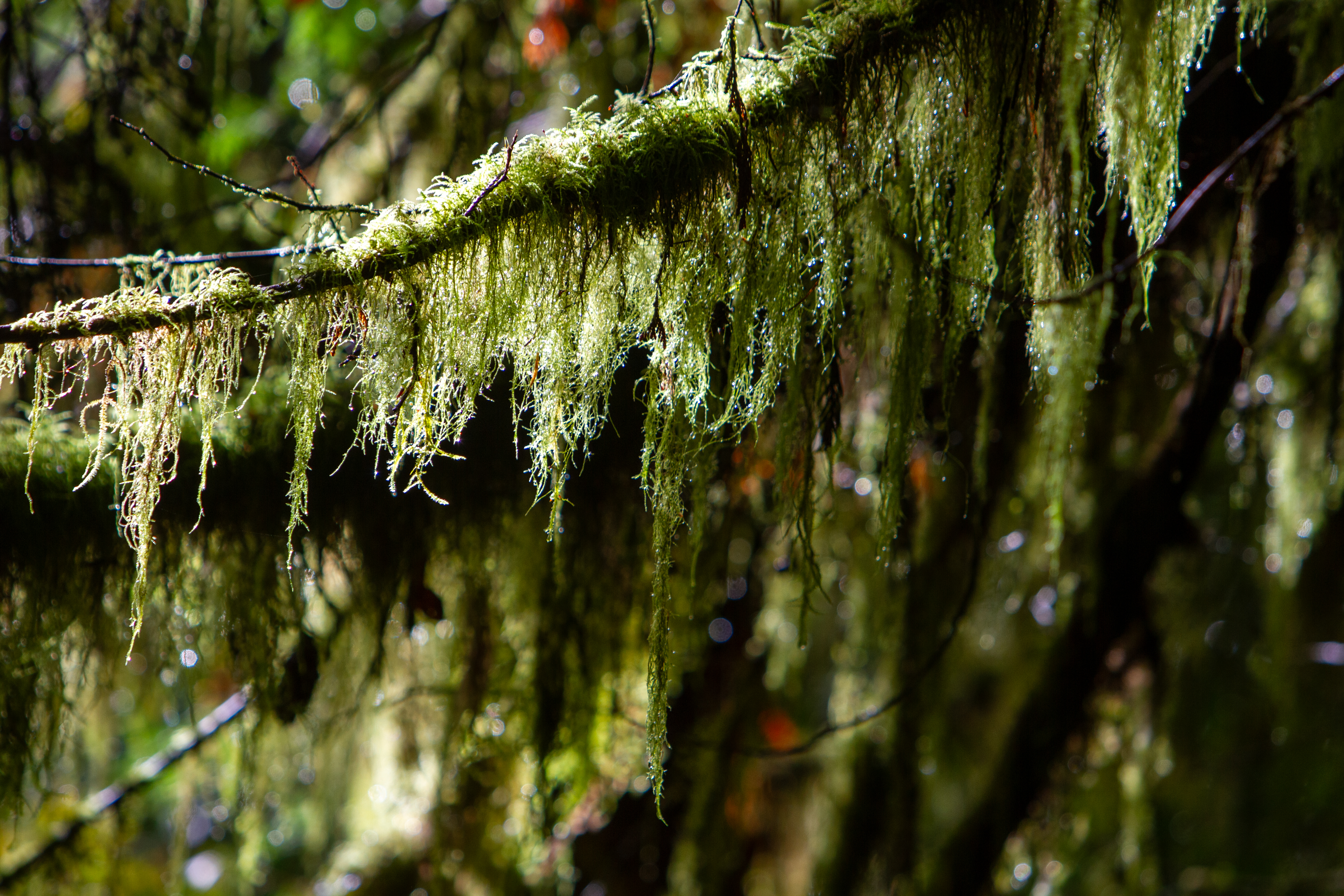 Tree Moss