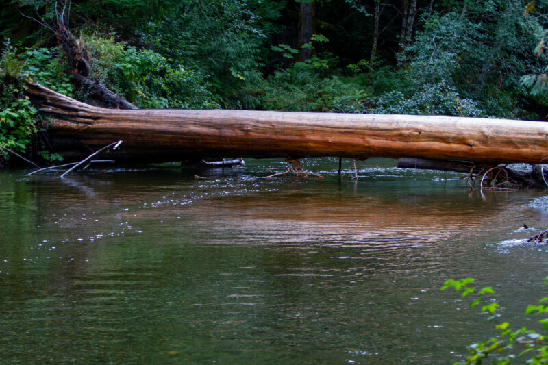 Log Across the River — Boat, Canoe, Forest, Nature, Plant