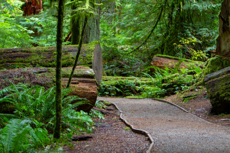 Pathway Through the Forest — Forest, Nature, Plant, Tree, Wood