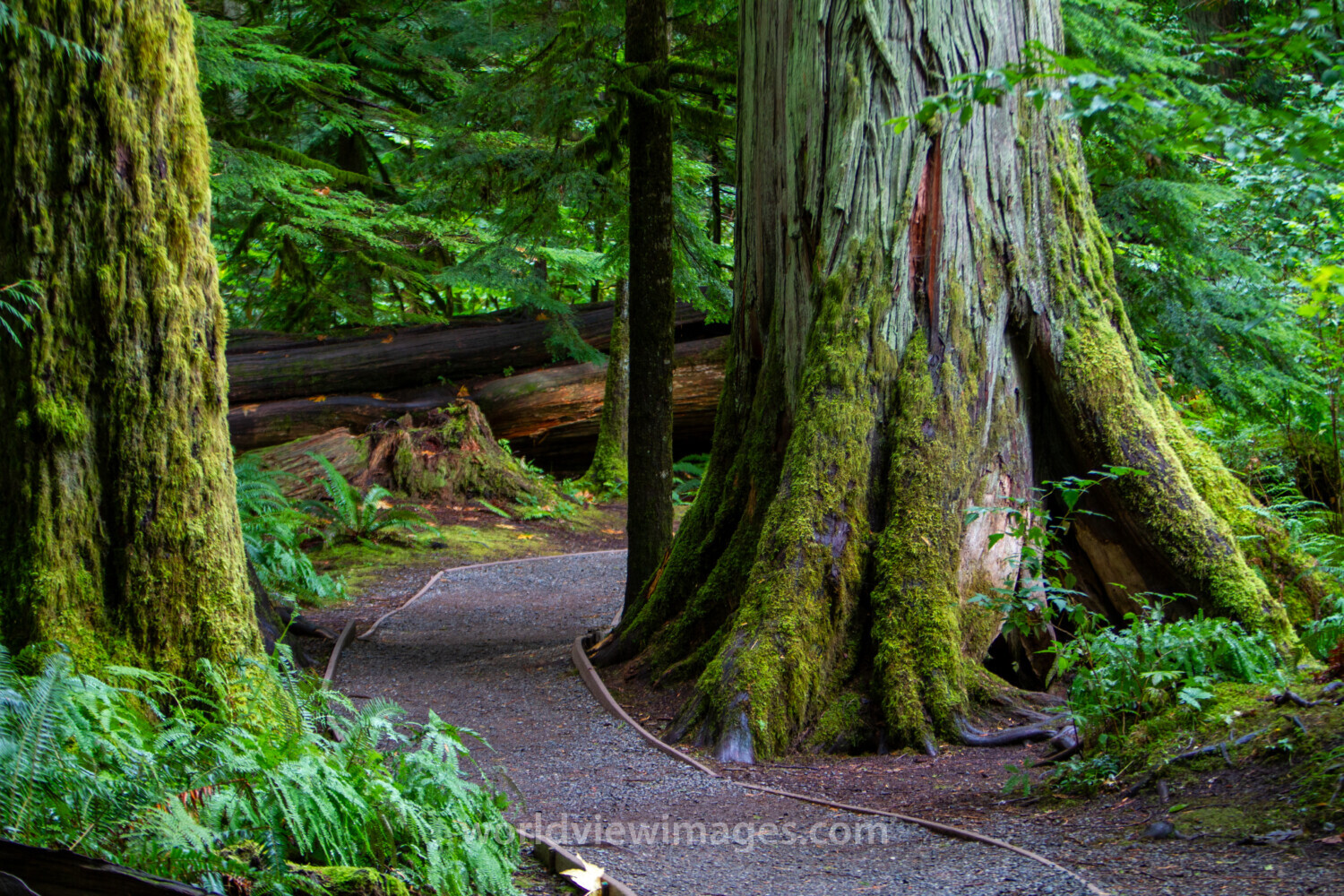 Pathway Through the Forest