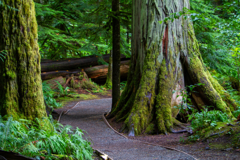 Pathway Through the Forest — Forest, Nature, Plant, Tree, Wood