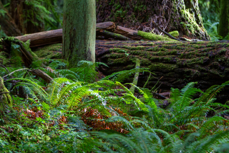 Fallen Giant in the Woods — Forest, Nature, Plant, Tree, Wood
