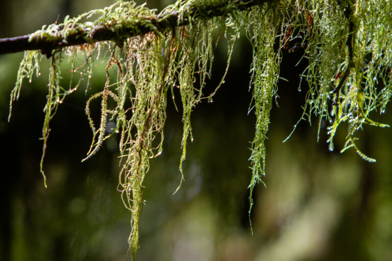 Tree Moss — Moss growing from Douglas Fir Trees sometimes called "Old Man's Beard", a type of lichen. — Nature, Plant, Tree, Wood, British Columbia
