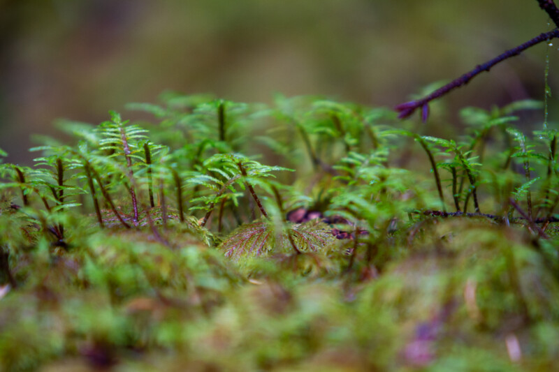 Nature Close Up — Bokeh, Forest, Nature, Plant, Tree