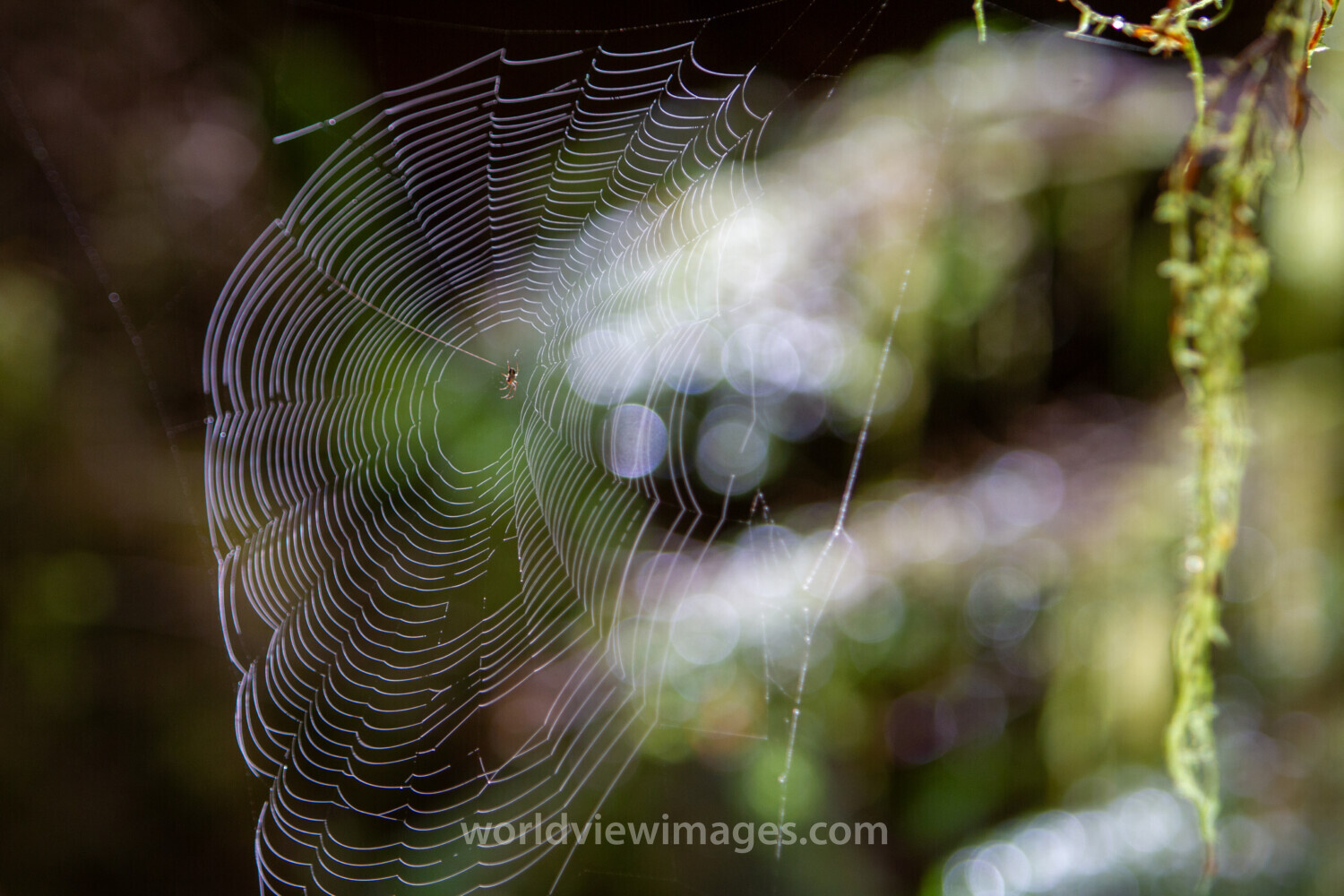 Spider Web