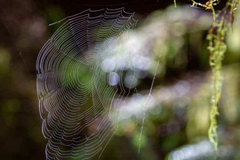 Spider Web — Animal, Arthropod, Bokeh, Spider, British Columbia