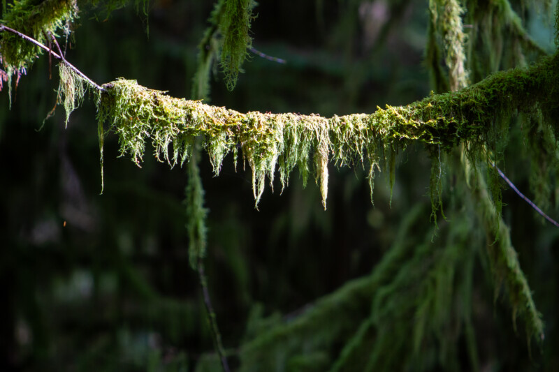 Tree Moss — Moss growing from Douglas Fir Trees sometimes called "Old Man's Beard", a type of lichen. — Forest, Nature, Plant, Tree, Wood