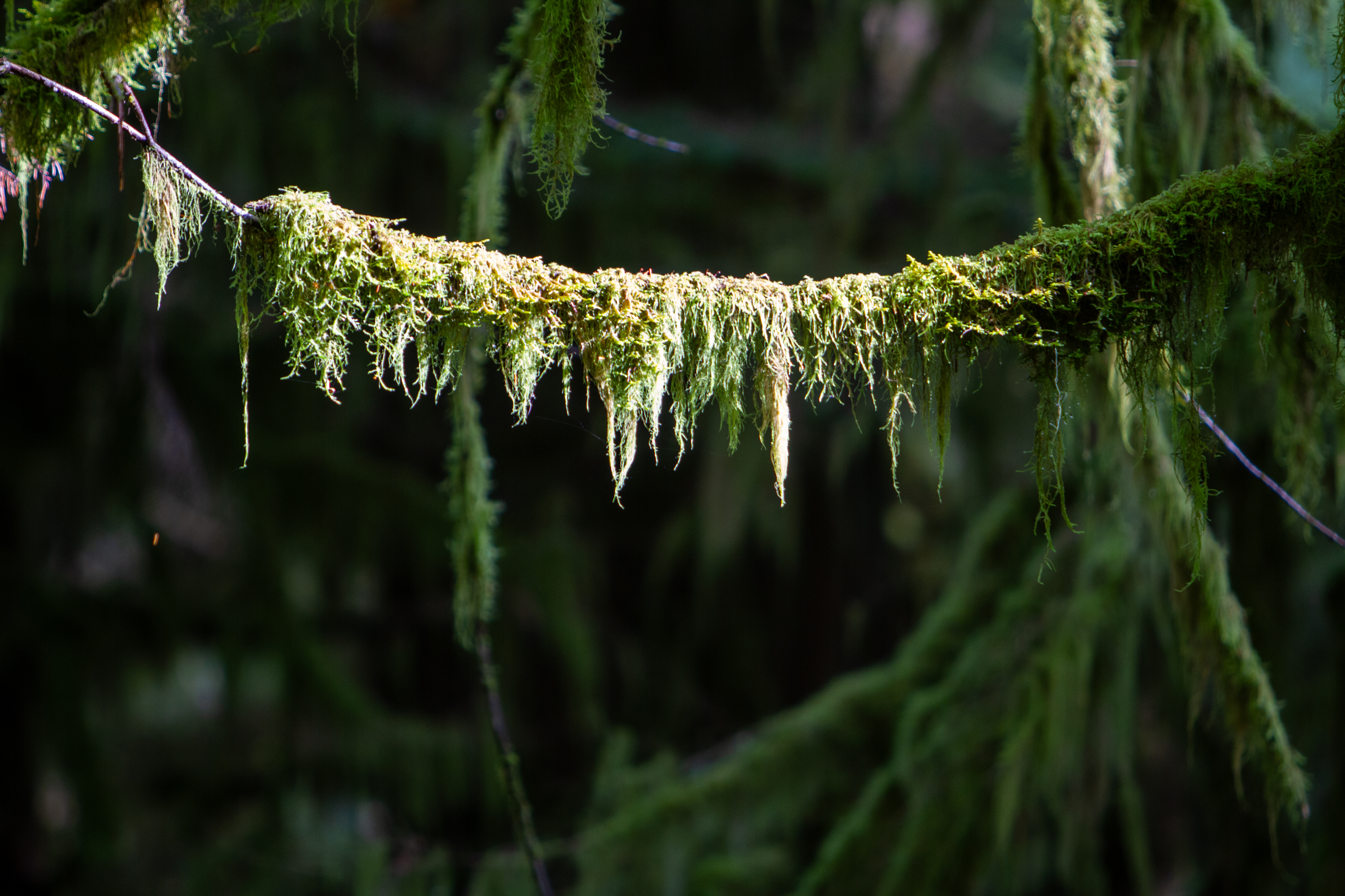 Tree Moss