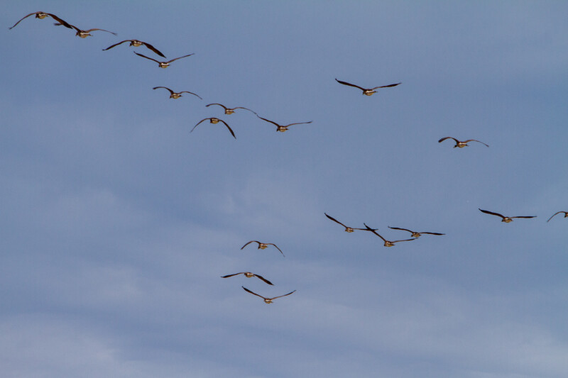 Canada Geese — Animal, Bird, Low Contrast, British Columbia, Canada