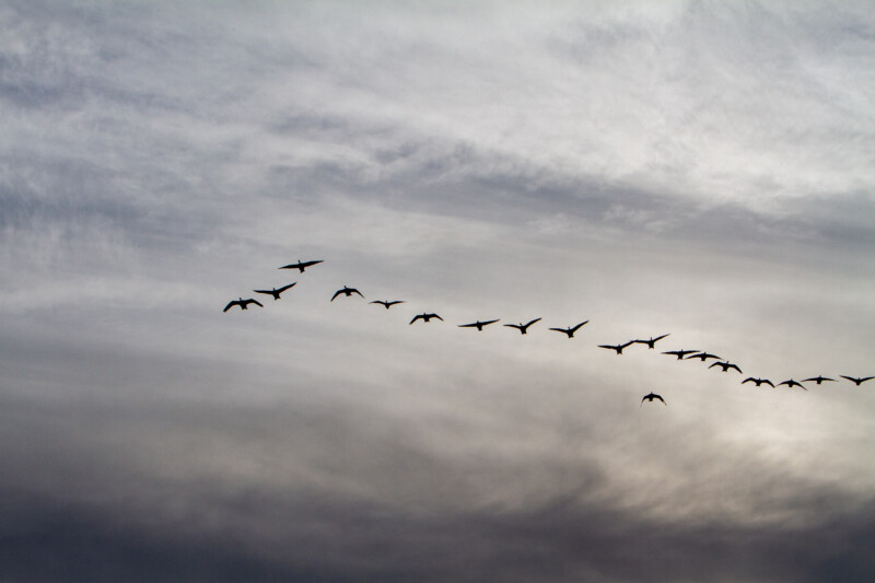 Canada Geese — Animal, Bird, Colorless, British Columbia, Canada