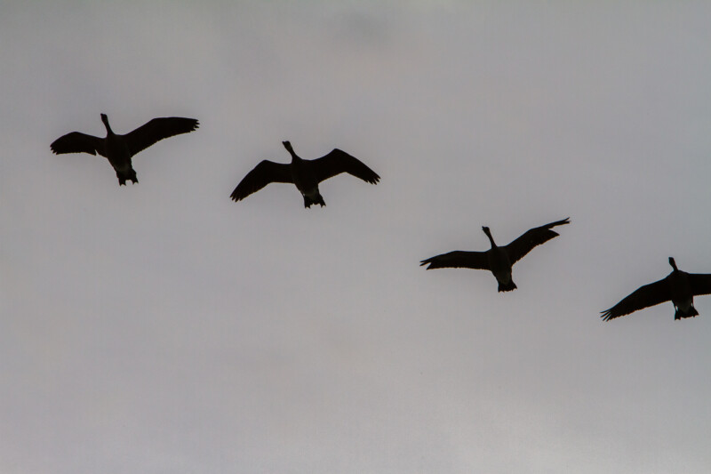 Canada Geese — Animal, Bird, Colorless, Vulture, British Columbia