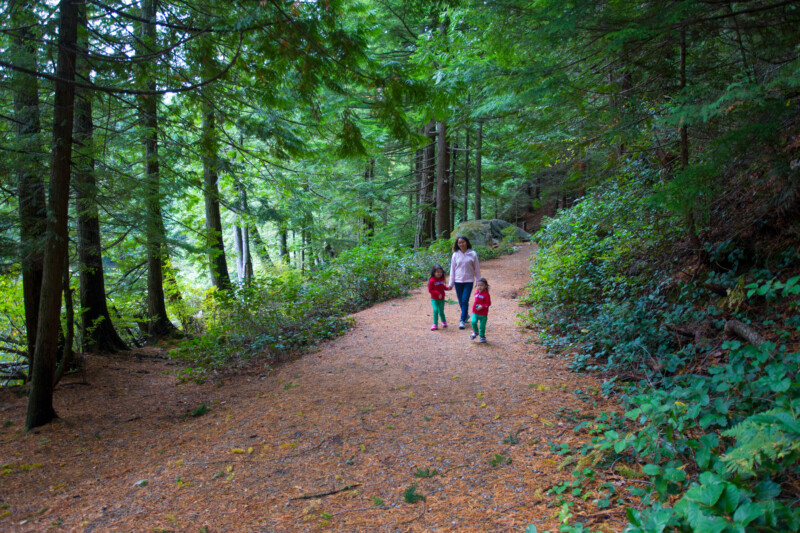 Hike Through the Woods — Mother and Children — Forest, Nature, Person, Plant, Tree