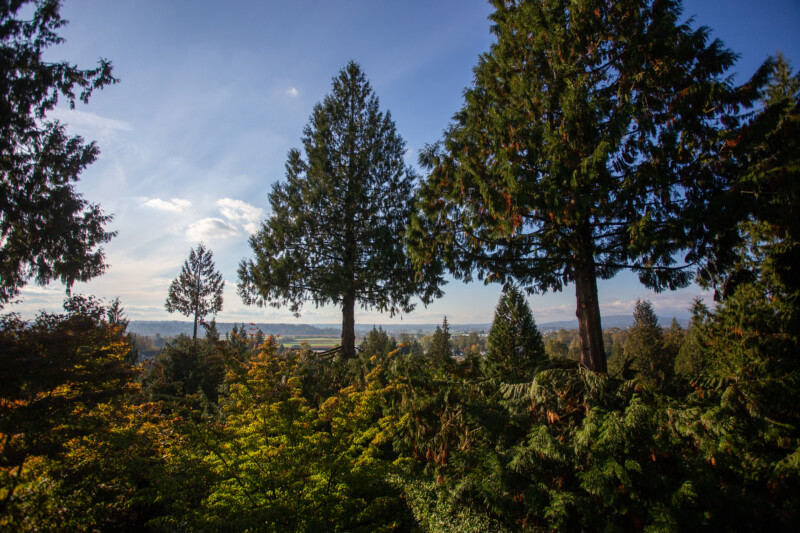 Trees in thr Backyard — Nature, Plant, Tree, Wood, British Columbia
