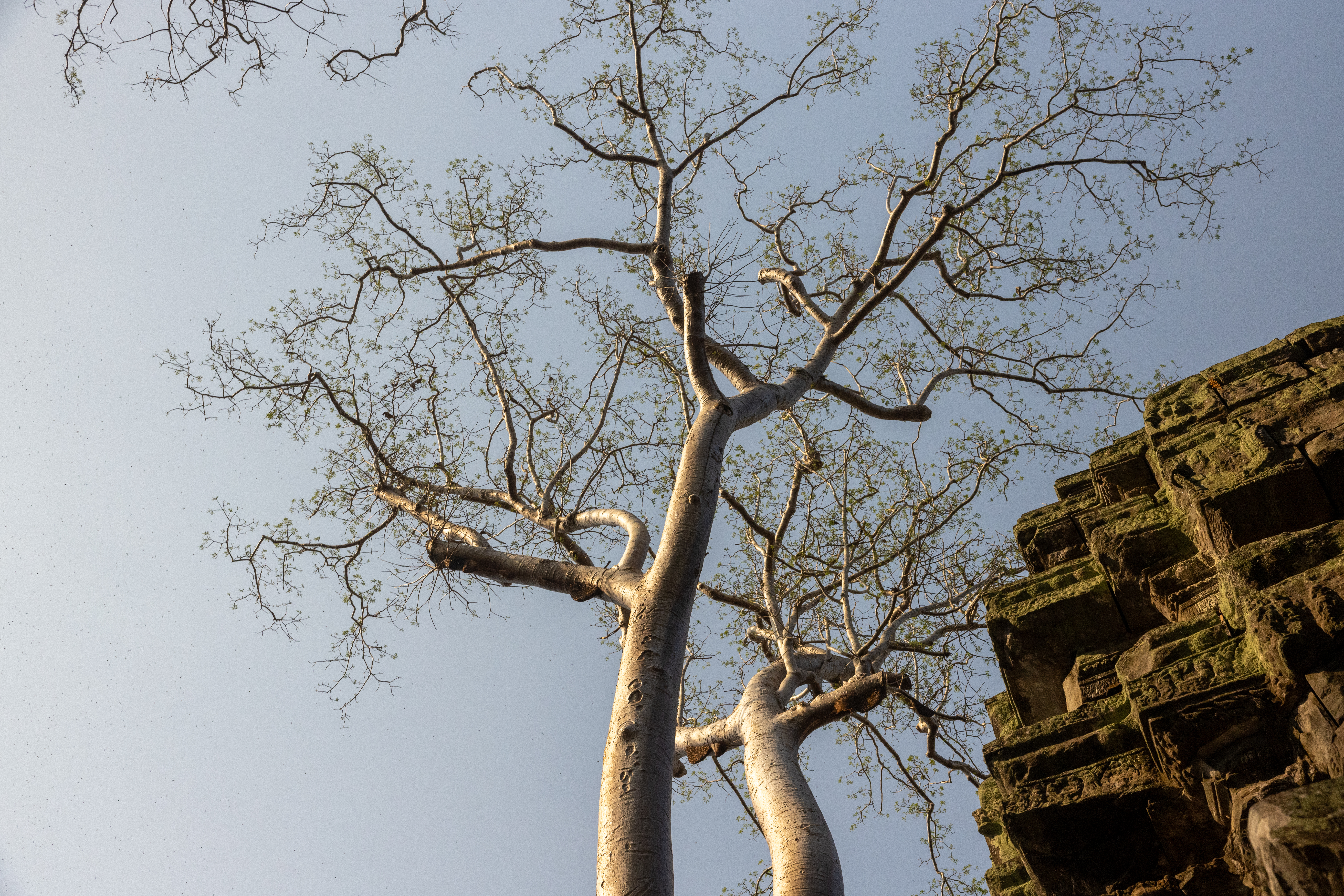 Angkor Wat