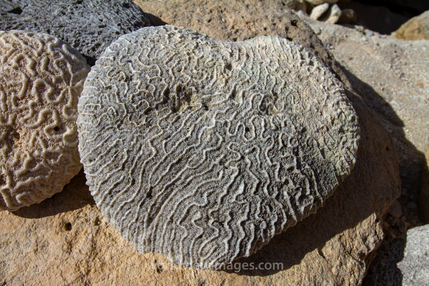 Coral Rocks on Beach