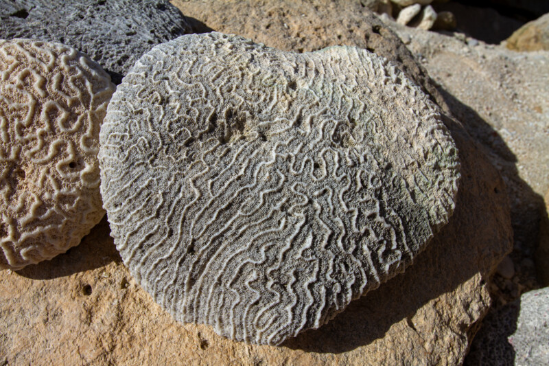 Photo: Coral Rocks on Beach — Coral