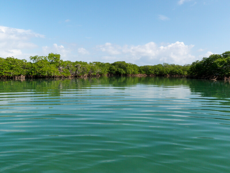 Mangroves in the Caribbean — Boat, Nature, River, Vehicle, Waters